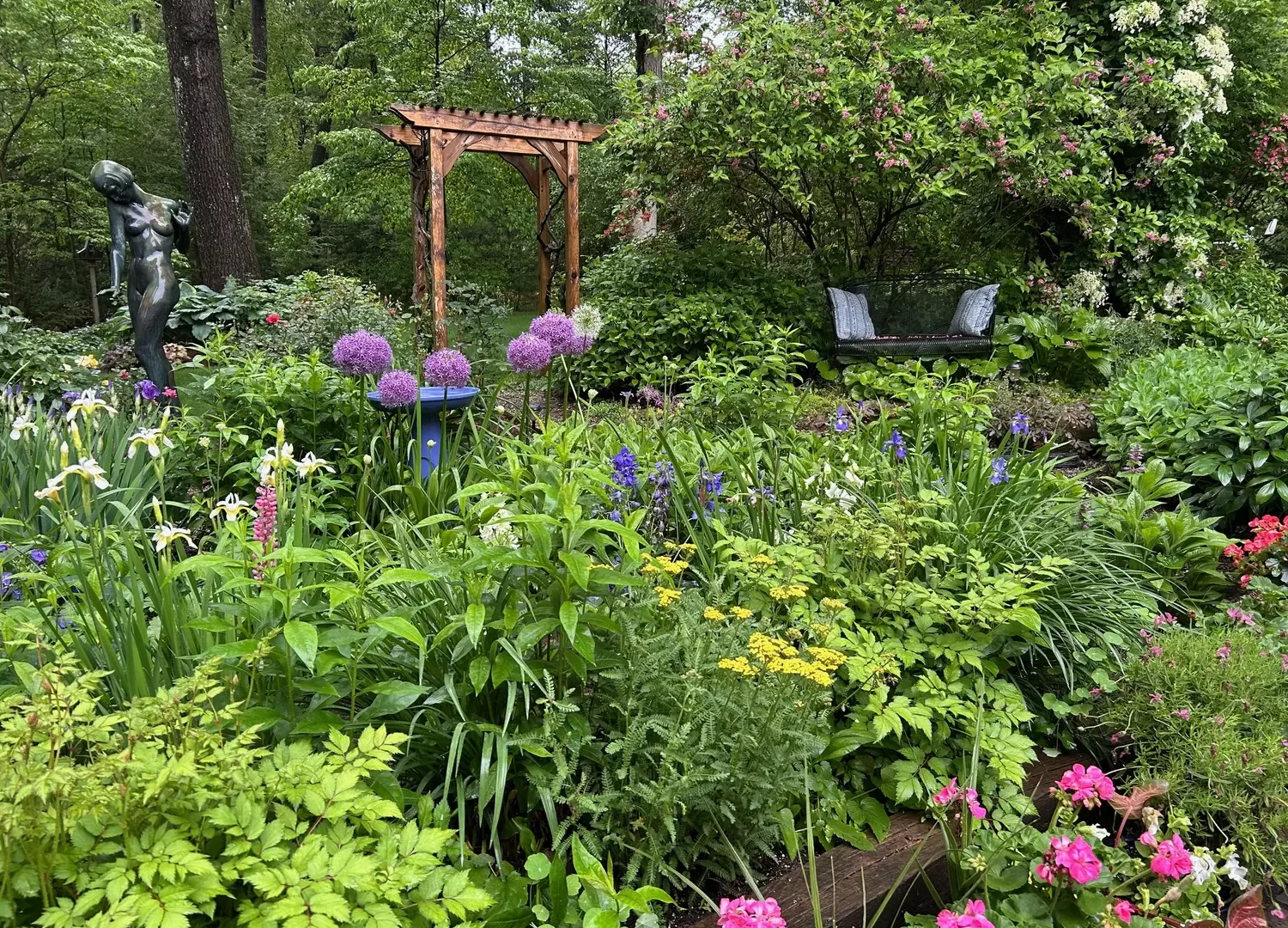 A lush club member garden with allium, iris, and a wisteria arbor