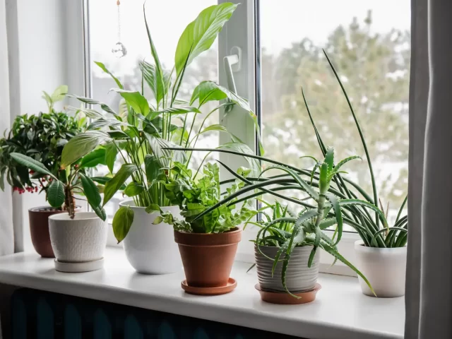 “House Plants and Their Personalities” presented by Nancy Ballek Mackinnon of Ballek’s Garden Center