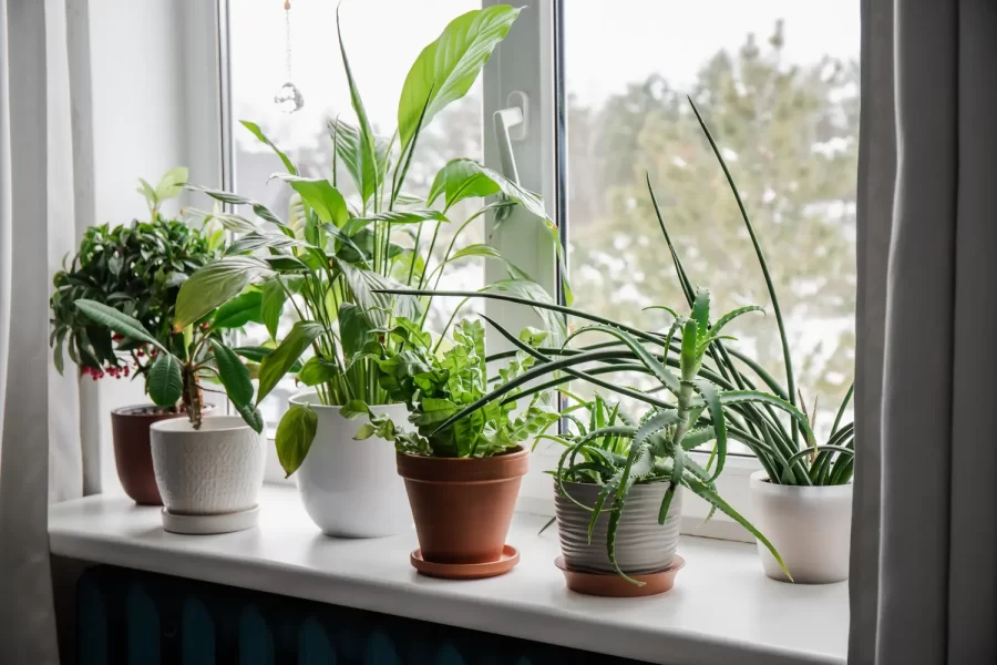 “House Plants and Their Personalities” presented by Nancy Ballek Mackinnon of Ballek’s Garden Center