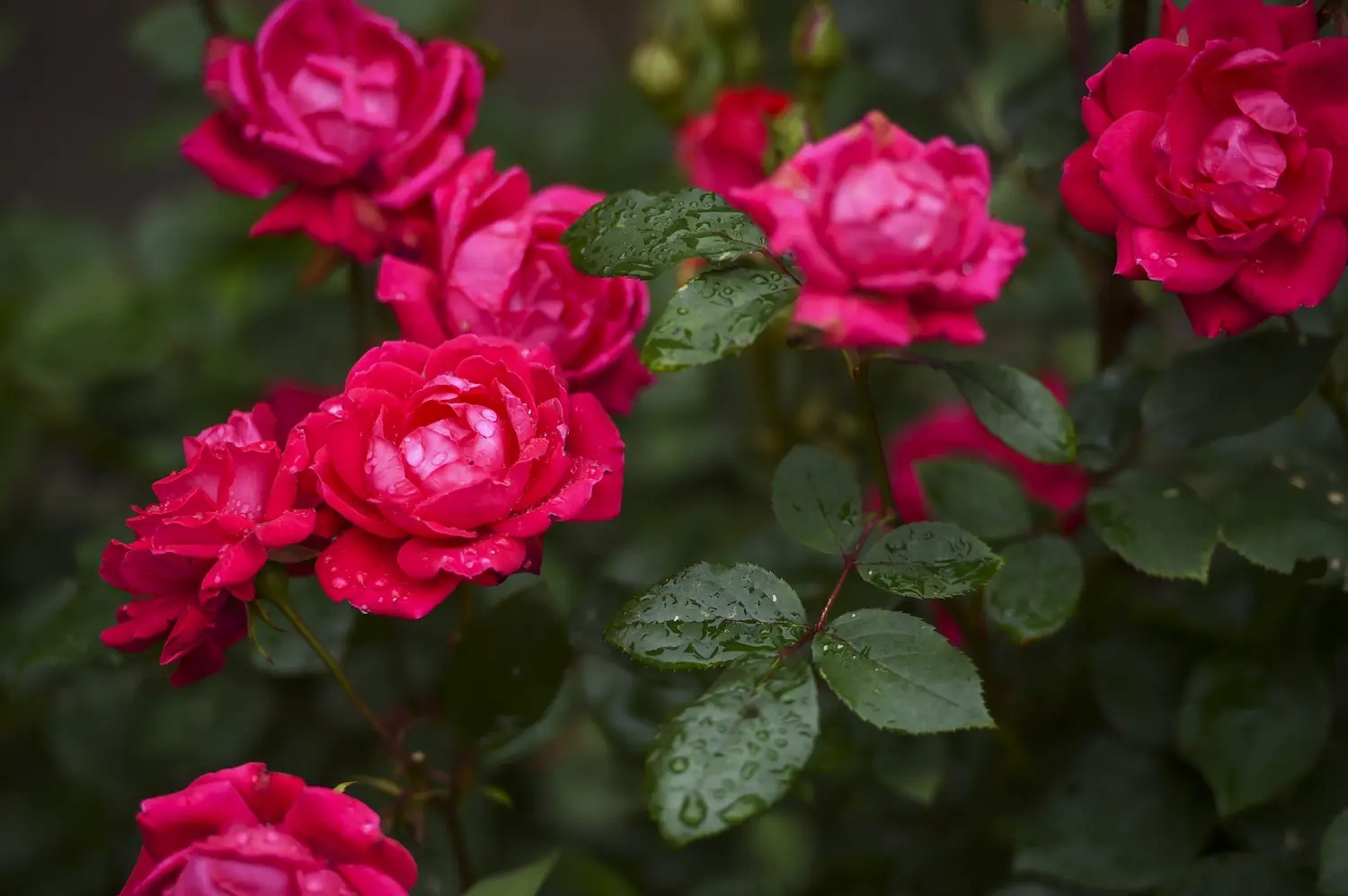 Rain-dropped red roses blooming on a garden bush