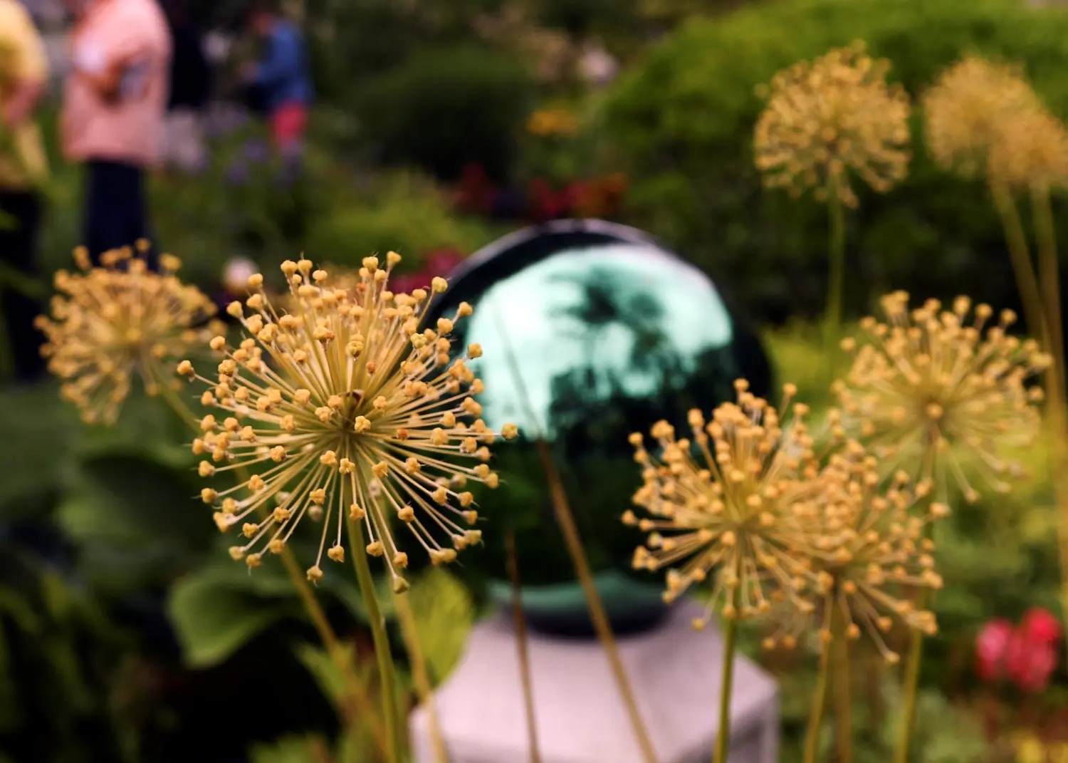 Dried allium seed heads with a garden gazing ball in the background
