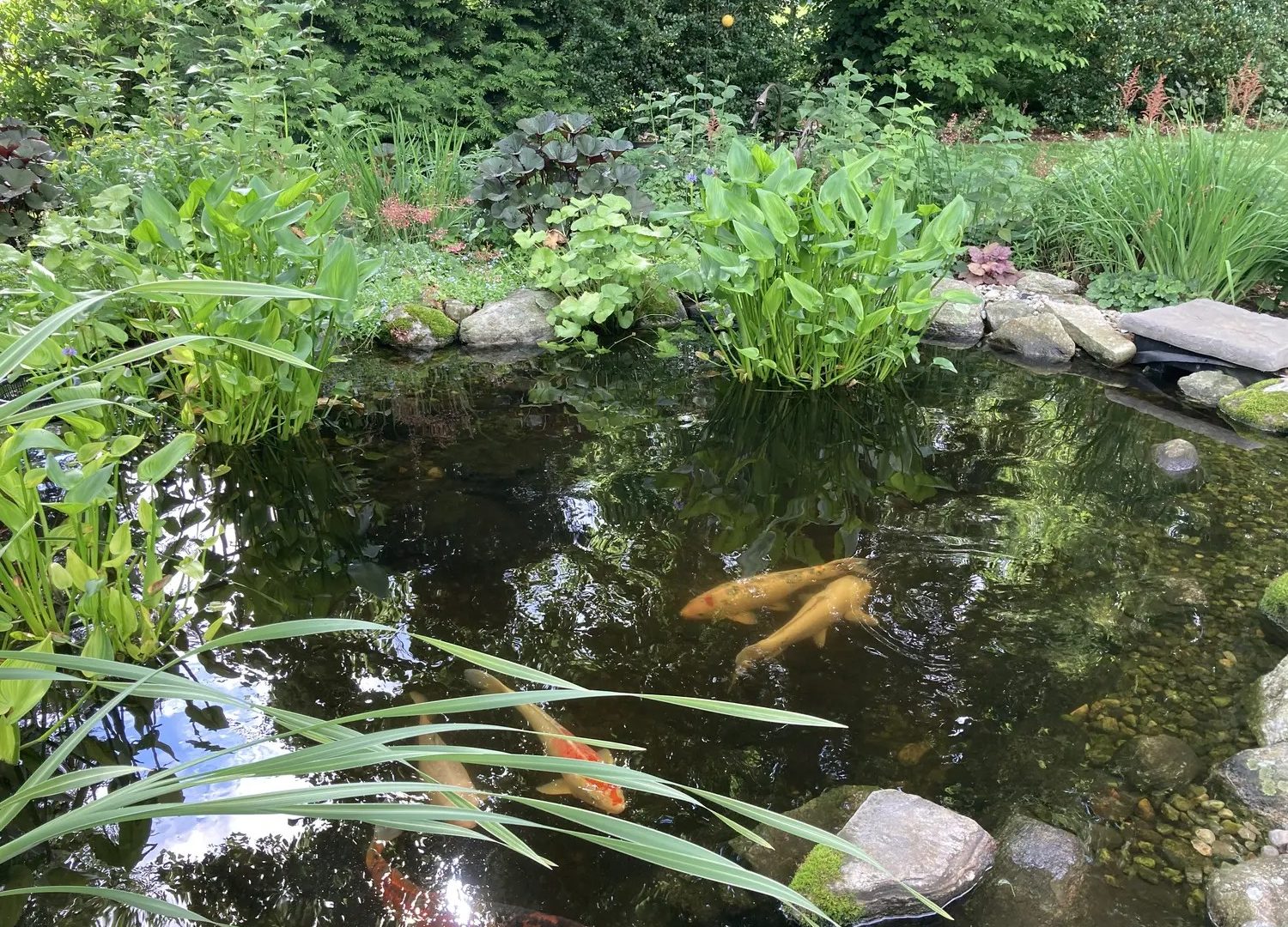 Koi fish swimming in a garden pond surrounded by lush plantings