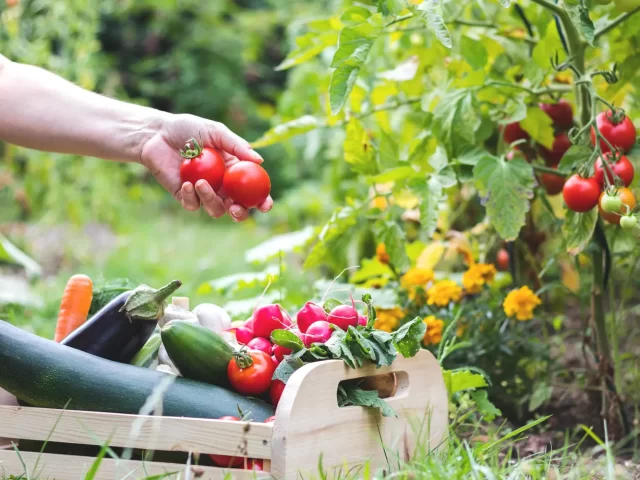 “Basics and Beyond for Vegetable Gardening” presented by Jessica Forrest-Grover