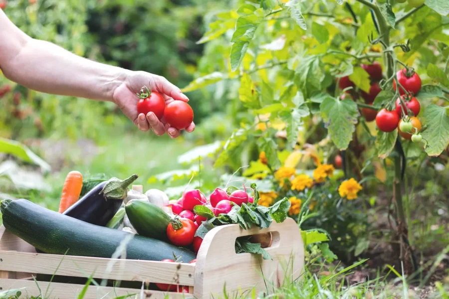 “Basics and Beyond for Vegetable Gardening” presented by Jessica Forrest-Grover