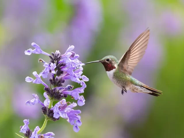 “Bird Friendly Gardening – How to Make Your Garden Attractive to Birds” presented by Jen McGuinness