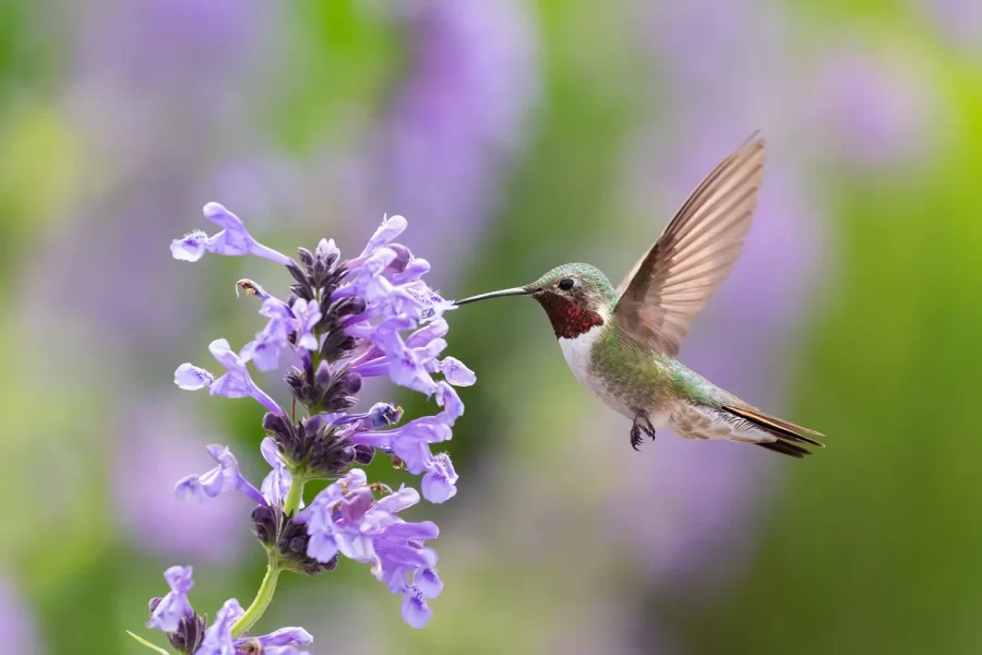 “Bird Friendly Gardening – How to Make Your Garden Attractive to Birds” presented by Jen McGuinness